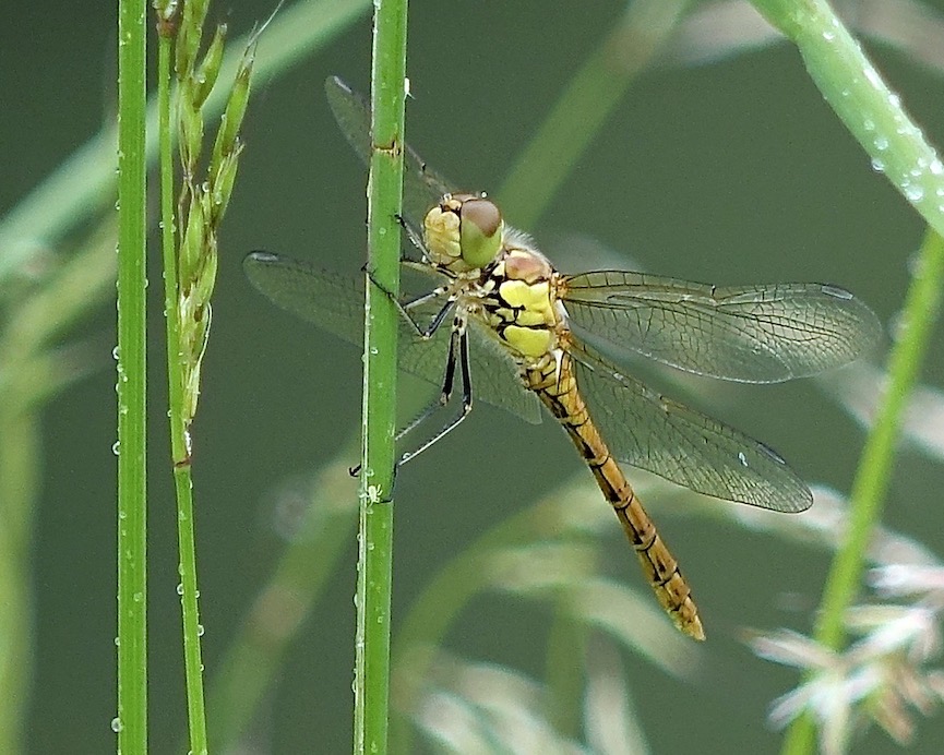 yellow-winged darter